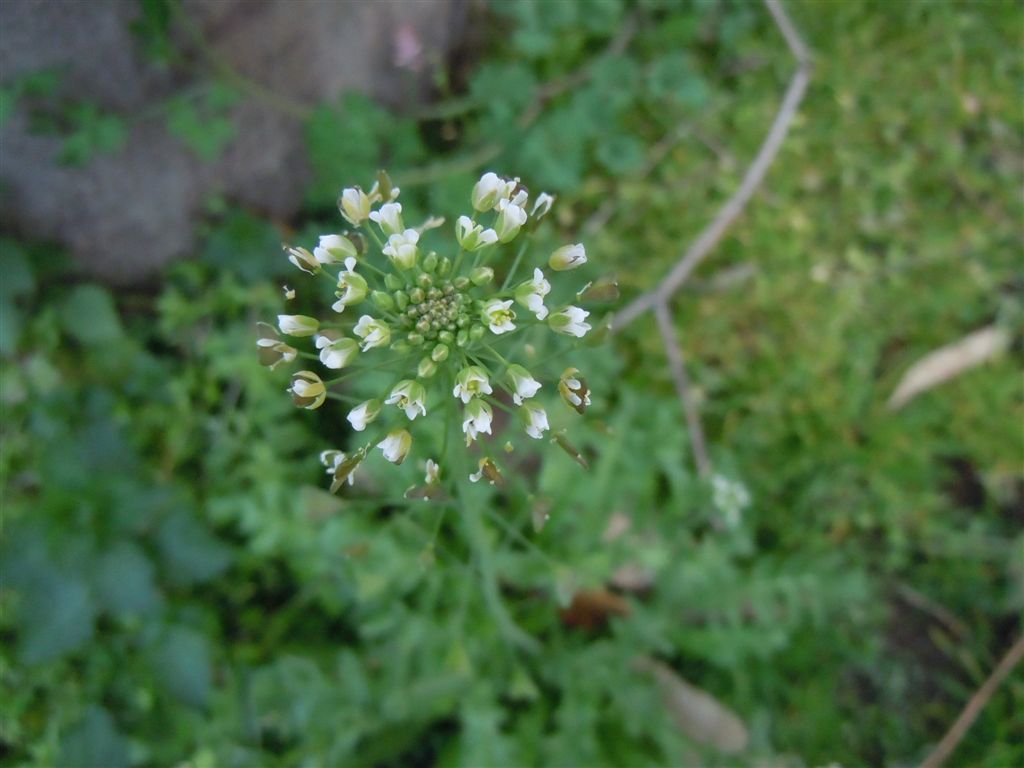 Capsella bursa-pastoris / Borsapastore comune